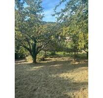 Freizeitgarten in Stuttgart- Rohracker - Pacht 200€Monat