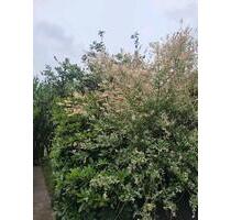 Schrebergarten - 2.500,00 EUR Kaltmiete, ca.  0,00 m² in Bottrop (PLZ: 46238) Batenbrock