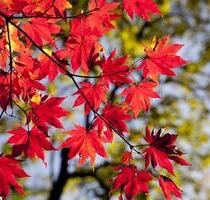 Goldener Oktober: Ferienwohnung in Rees am Niederrhein
