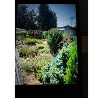 Gartengrundstück Cainsdorf Nähe Turnerheim - Wilkau-Haßlau