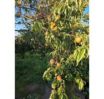 Kleingarten Garten Pillnitz nur jetzt im Dezember zu vergeben - Dresden Pieschen