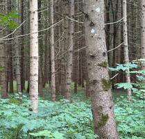 Waldgrundstück - 12,00 EUR Kaltmiete, ca.  0,00 m² in Kochel am See (PLZ: 82431)