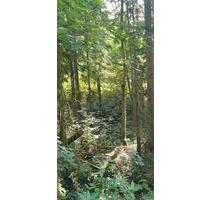 Waldgrundstück am Bach 56271 an der B 413 - Großmaischeid