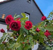 EFH Stadthaus in Kirchheim zu vermieten - Kirchheim unter Teck