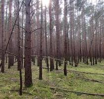 Wald Waldgrundstück Kiefernwald - Jänschwalde Kolonie