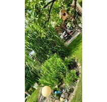 Garten in Gartenanlage Schrebergarten - Kröpelin