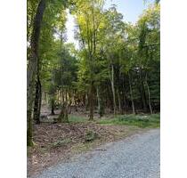 Attraktive Wald- und Forstfläche bei Aschaffenburg Elsavaquelle - Mespelbrunn