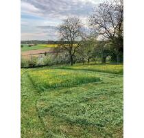 Verpachtungen StreuobstwieseBaum – Wiesengrundstücke - Gundelsheim