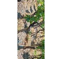 Weinberg Terrassenlage in Ahrweiler - Bad Neuenahr-Ahrweiler