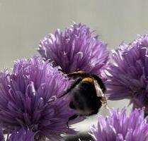 Wohnung zu vermieten, Einzimmerwohnung, Bischofswiesen - Laufen