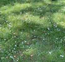 Freizeit Grundstück - 200,00 EUR Kaltmiete, ca.  0,00 m² in Pirmasens (PLZ: 66953)
