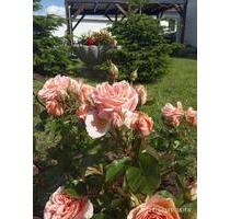 3-Zi Wohnung in Bienenbüttel - 900,00 EUR Kaltmiete, ca.  80,00 m² in Bienenbüttel (PLZ: 29553)