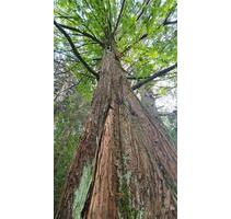 7000m² Urwald mit alten Hütten am Goitzschesee 1h von Leipzig