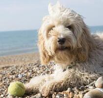 Last Minute Ostsee: Insel-Reetkate auf Fehmarn, Ferienhaus Hund Ferienwohnung