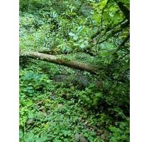 Schönes BachWald Grundstück in Ediger-Eller nah an der Mosel - Bruttig-Fankel