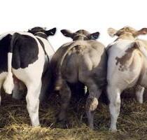 Rindermastbetrieb-Absetzer-Fresser-Kälber - Wilsdruff