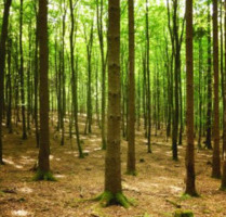 Waldgrundstück bei Gruibingen | 5843m² - Zell Unter Aichelberg