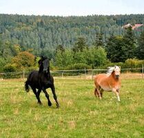 Wiese bzw. Pferdekoppel in Molscheid zu Verpachten - Neunkirchen-Seelscheid