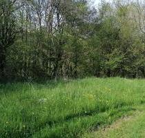 Schönes Waldstück mit Bachlauf in der Pfalz zu verpachten - Steinbach am Donnersberg