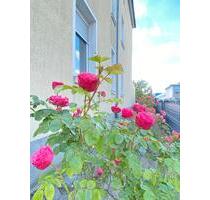 Wunderschöne lichtdurchflutete Zweizimmerwohnung ab sofort - Bielefeld Heepen
