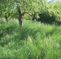 Baumwiese zum verpachten - 50,00 EUR Kaltmiete, ca.  0,00 m² in Unterensingen (PLZ: 72669)