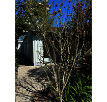 Idyllischer 4-Zimmer-Bungalow mit Obstwiesengarten am Hildener Stadtrand zur Miete