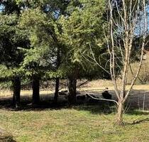 Großzügige Wohnung(en) im Grünen - Freiensteinau