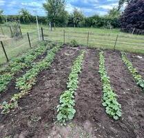 Kleingarten in Halberstadt - 950,00 EUR Kaltmiete, ca.  0,00 m² in Halberstadt (PLZ: 38820)