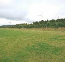 Landwirtschaftliche Fläche zu verpachten, für Weihnachtsbäume - Brilon