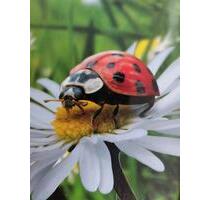 Norderbrarup: 3,5 ZW, EBK, Terrasse, Garten, 2 Stellplätze - Süderbrarup