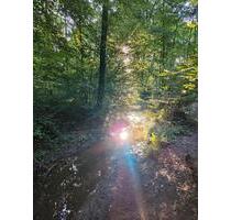 WG Zimmer in ruhiger Lage - 550,00&nbsp;EUR Kaltmiete, ca.&nbsp; 20,00&nbsp;m&sup2; in Adendorf (PLZ: 21365)