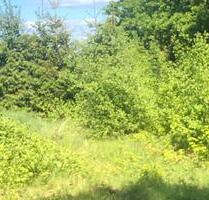 Sonniger, tiny FKK Krautgarten - 850,00 EUR Kaltmiete, ca.  0,00 m² in Neu-Anspach (PLZ: 61267)