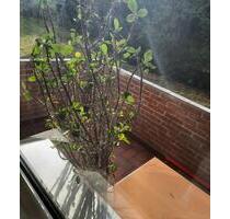 2 Zimmer Wohnung - 495,00 EUR Kaltmiete, in Burgdorf (PLZ: 31303)