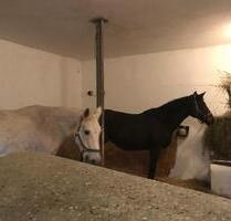 Exklusiver Stall für 2-4 Pferde, Ponys oder Alpakas - Grub am Forst