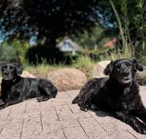 Ferienwohnung mit Hund an der Ostsee ❤️ - Hohenfelde