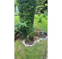 Pachtgarten Schrebergarten Bernsdorf - Chemnitz
