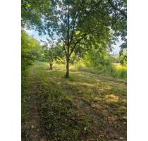 Garten zu verpachten - 200,00 EUR Kaltmiete, ca.  0,00 m² in Lahr (Schwarzwald) (PLZ: 77933)