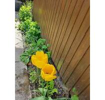 Kleingarten in Hamburg-Horn weiterzugeben