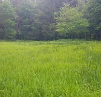 Weide Moorweide von privat zu verpachten, ca. 3200qm ab 1.1.26 - Gnarrenburg