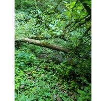 Schönes BachWald Grundstück in Ediger-Eller nah an der Mosel - Bruttig-Fankel