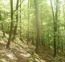 Waldflächen Nürnberger Land - 6,00 EUR Kaltmiete, ca.  0,00 m² in Pommelsbrunn (PLZ: 91224)
