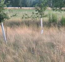 Wiese, auch als auf Aufforstungsfläche geeignet - Ruhland