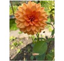 Garten Alsdorf - 2.800,00 EUR Kaltmiete, ca.  0,00 m² in Aachen (PLZ: 52068) Aachen-Mitte