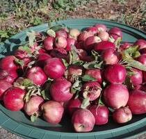 Mieten in Volxheim - 65,00 EUR Kaltmiete, ca.  0,00 m² in Hackenheim (PLZ: 55546)