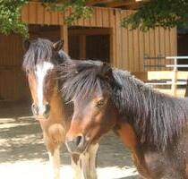 Ferienwohnung auf dem Reiterhof * Urlaub mit Pferden - Schönborn