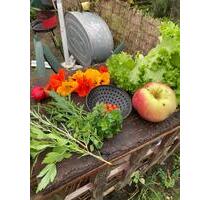 Kleingarten Schrebergarten Pacht Leipzig-Sellerhausen 130 qm