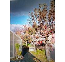 Kleingarten in Coswig - 3.000,00 EUR Kaltmiete, ca.  0,00 m² in Coswig (PLZ: 01640)