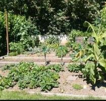 Pachtgarten 319m² in Taucha abzugeben - Garten - Leipzig Nordost