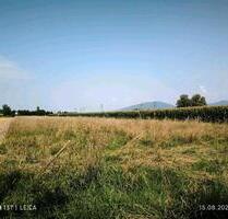 Acker Ackerland Ackerfläche Freizeitgrundstück 77815 Bühl