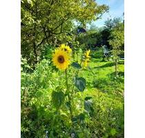 zahle monatlich 500 Euro f. WG Zimmer ab 10 m2 o. kl. Wohnung - Cuxhaven Duhnen